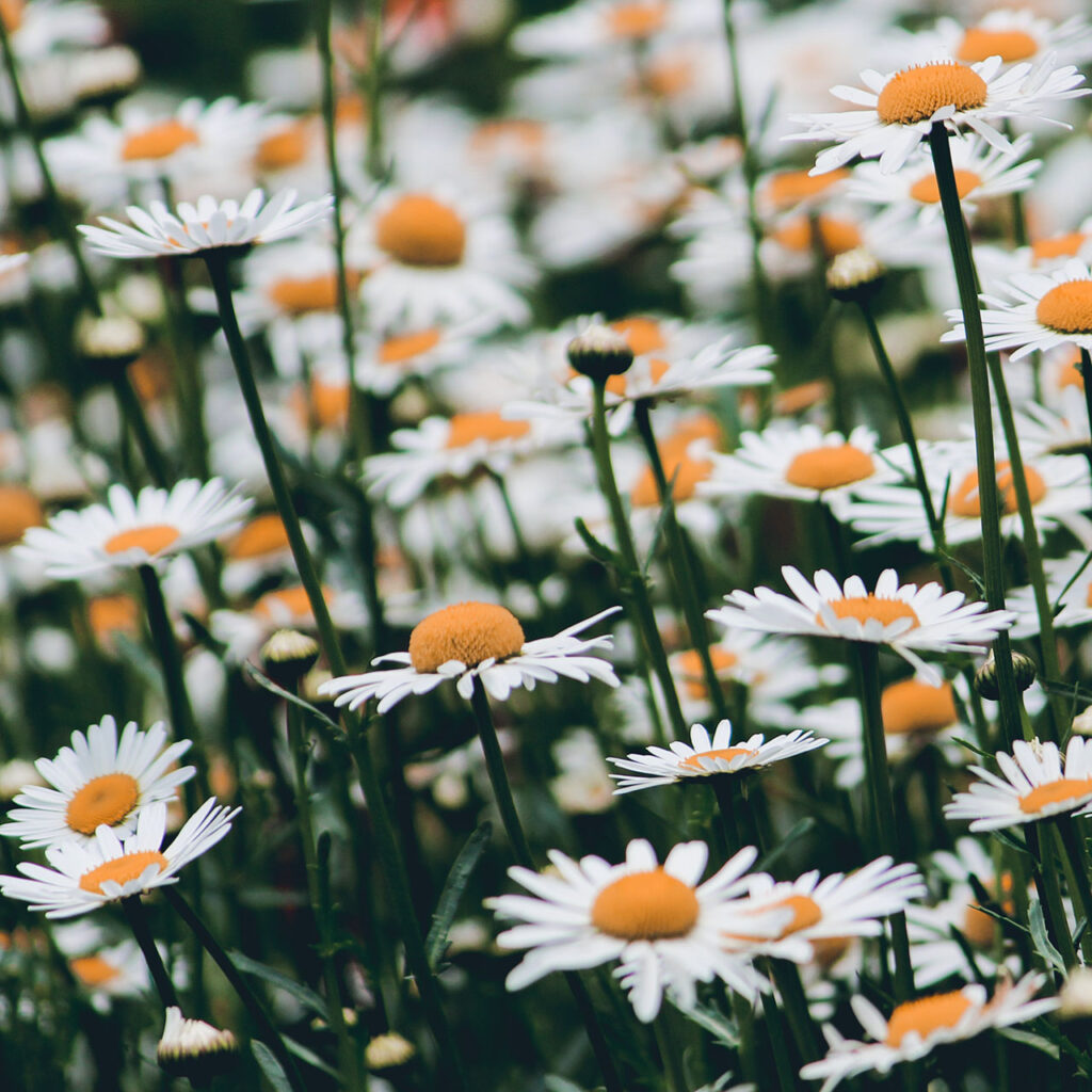A field of daisies photographed with a shallow depth of field
